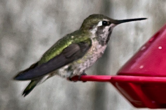 Anna's Hummingbird - ML620400695