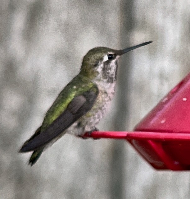 Anna's Hummingbird - ML620400696