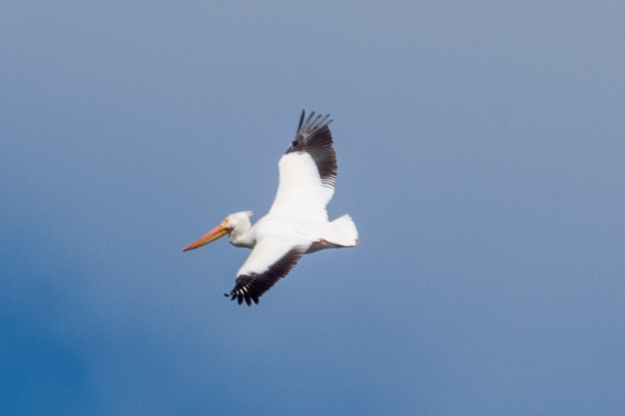 American White Pelican - ML620400697