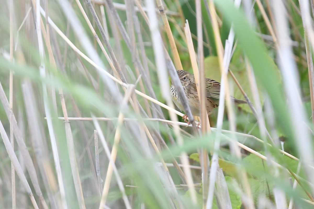 Lanceolated Warbler - ML620400716