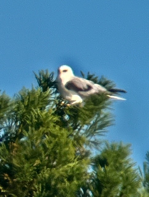 White-tailed Kite - ML620400722