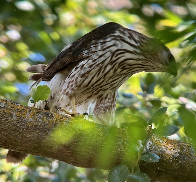 Cooper's Hawk - ML620400728