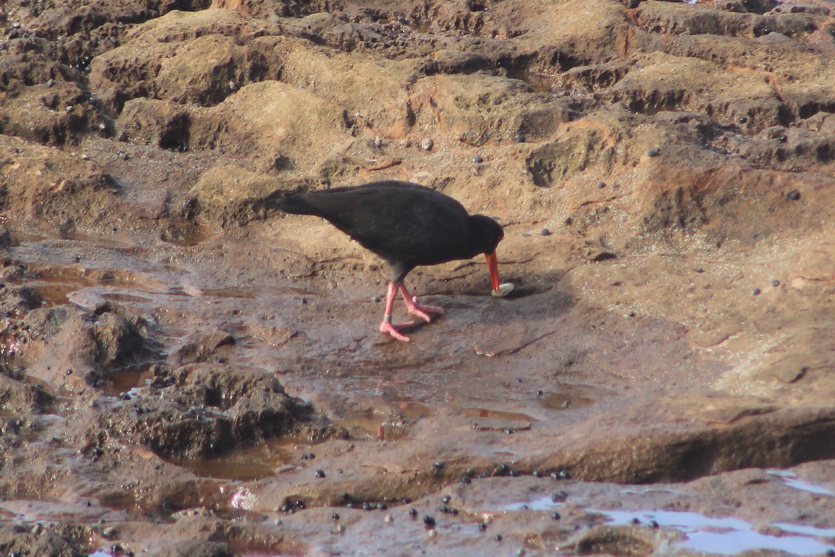 Sooty Oystercatcher - ML620400736