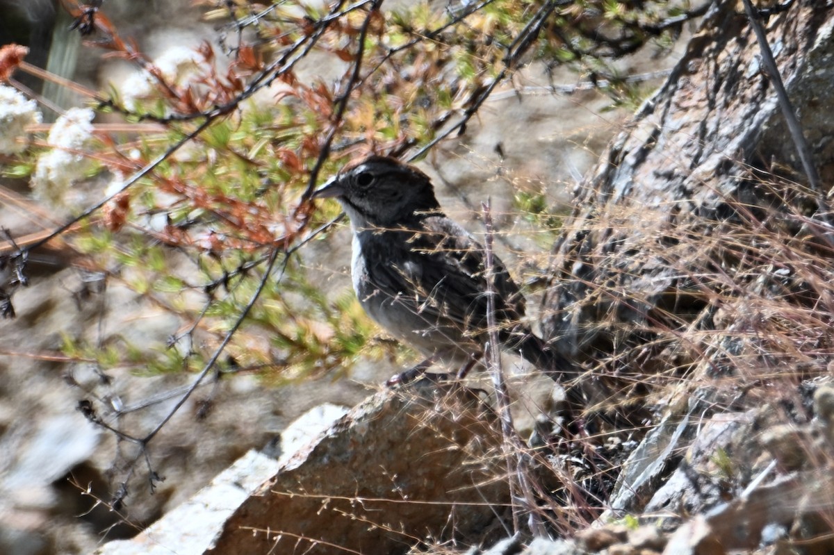 Rufous-crowned Sparrow - ML620400739