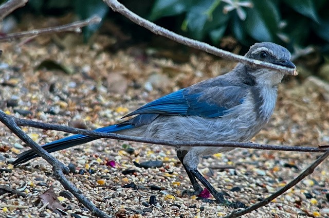 California Scrub-Jay - ML620400744