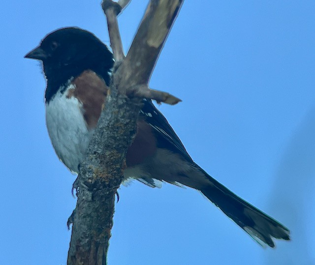 Spotted Towhee - ML620400753