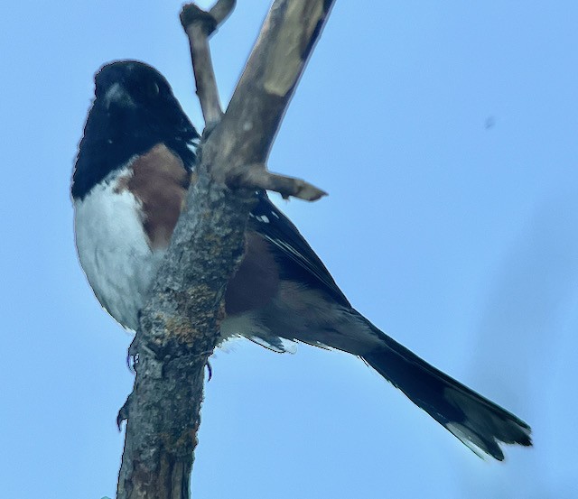 Spotted Towhee - ML620400754