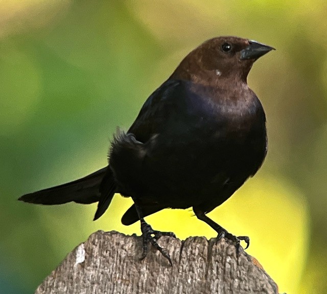 Brown-headed Cowbird - ML620400756