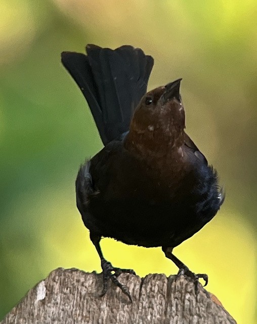 Brown-headed Cowbird - Jeri Langham