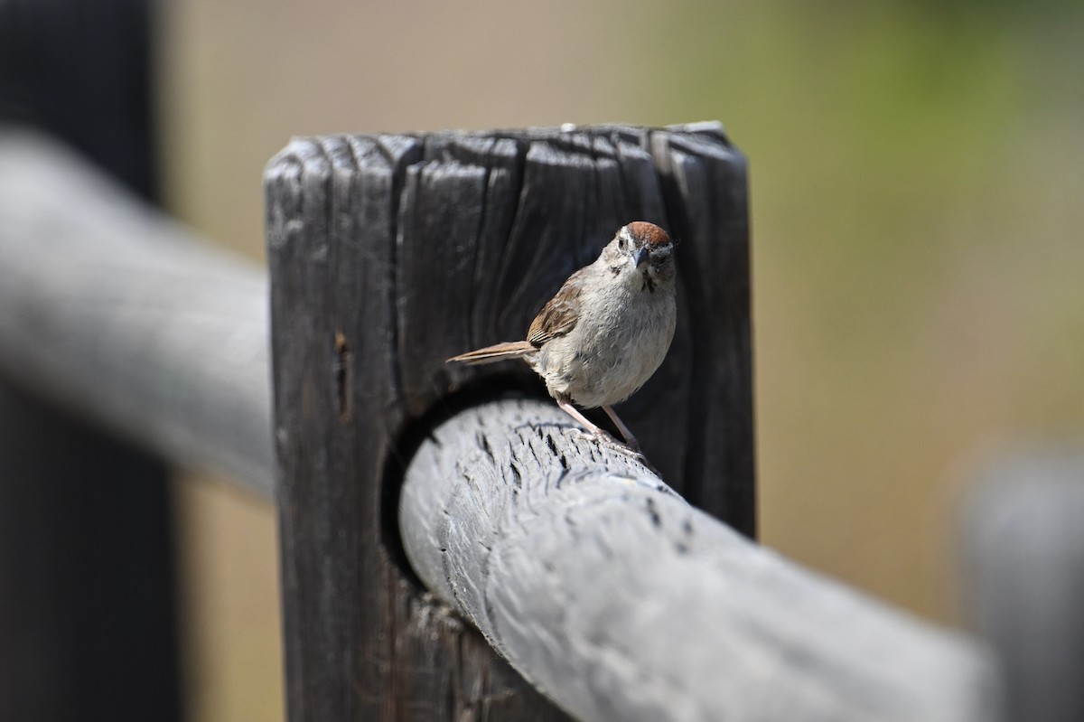 Rufous-crowned Sparrow - ML620400759