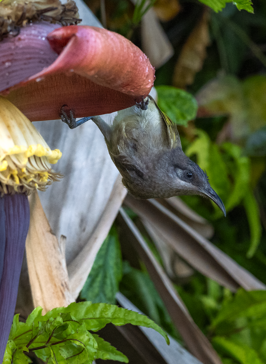 Dark-brown Honeyeater - ML620400770