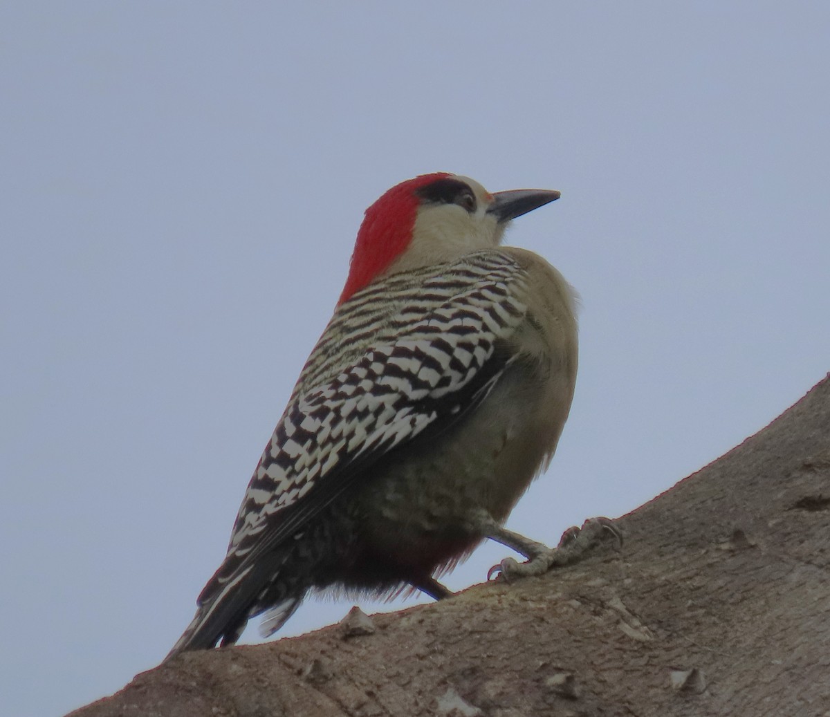 West Indian Woodpecker - ML620400788