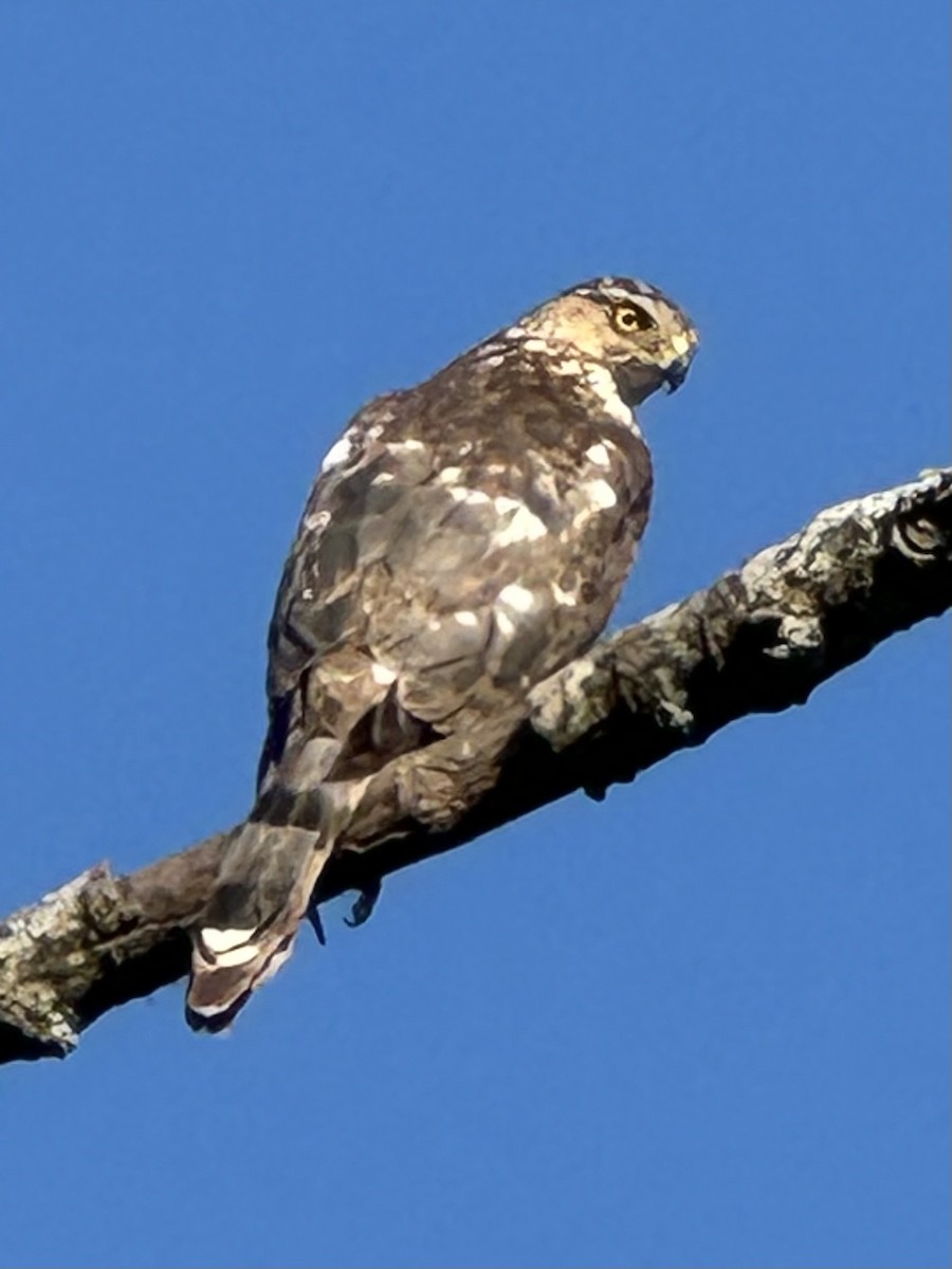 Cooper's Hawk - ML620400791