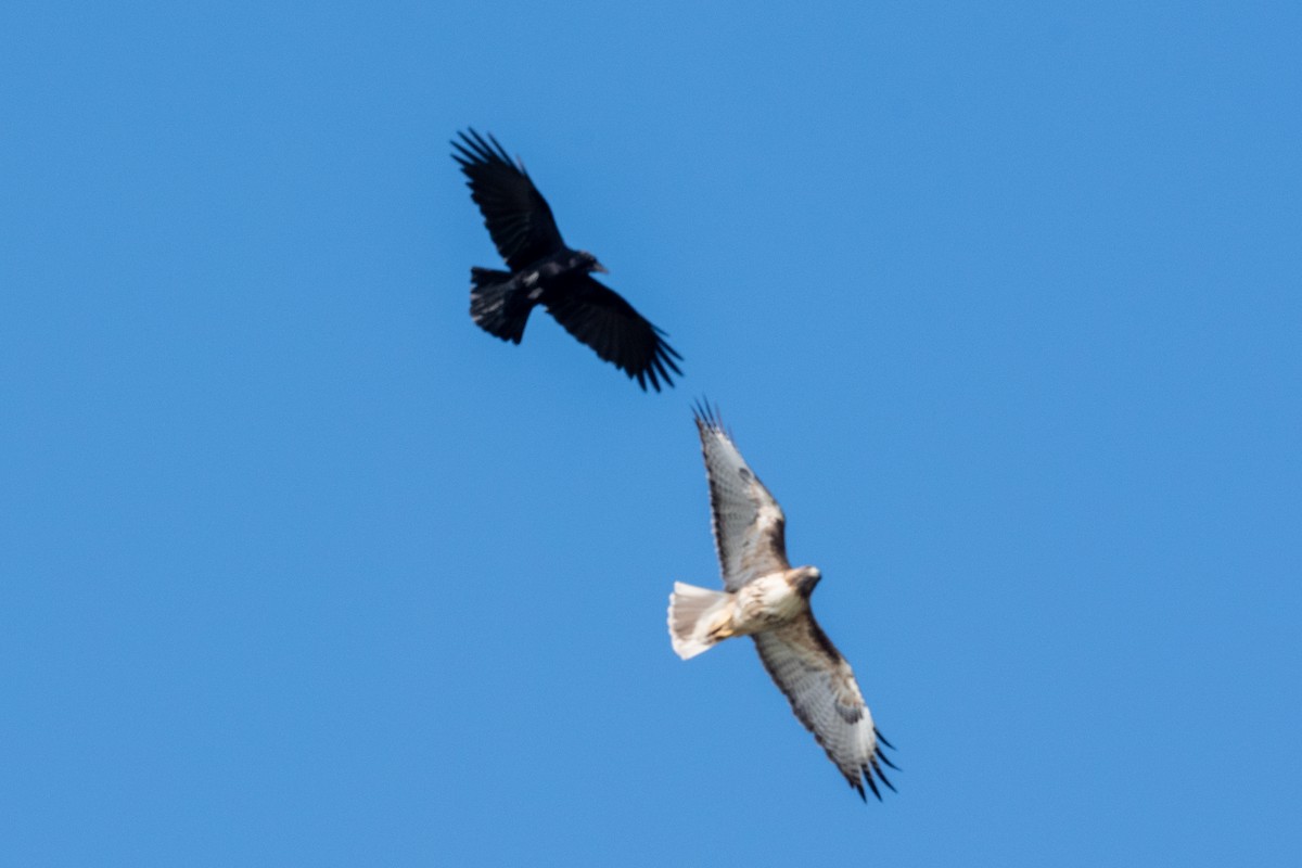 American Crow - ML620400796