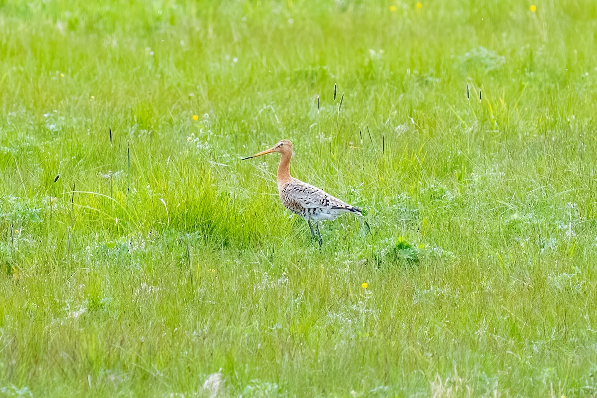 Black-tailed Godwit (islandica) - ML620400807