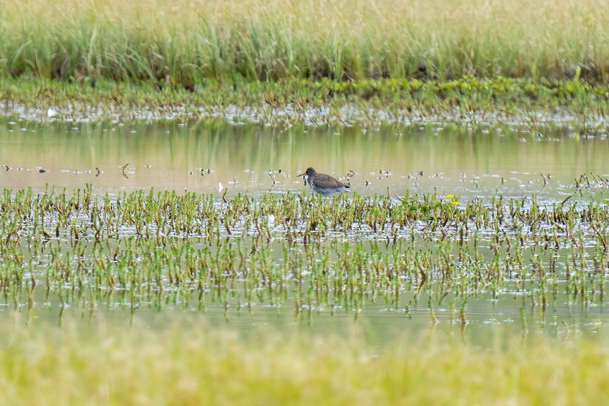 Common Redshank - ML620400810