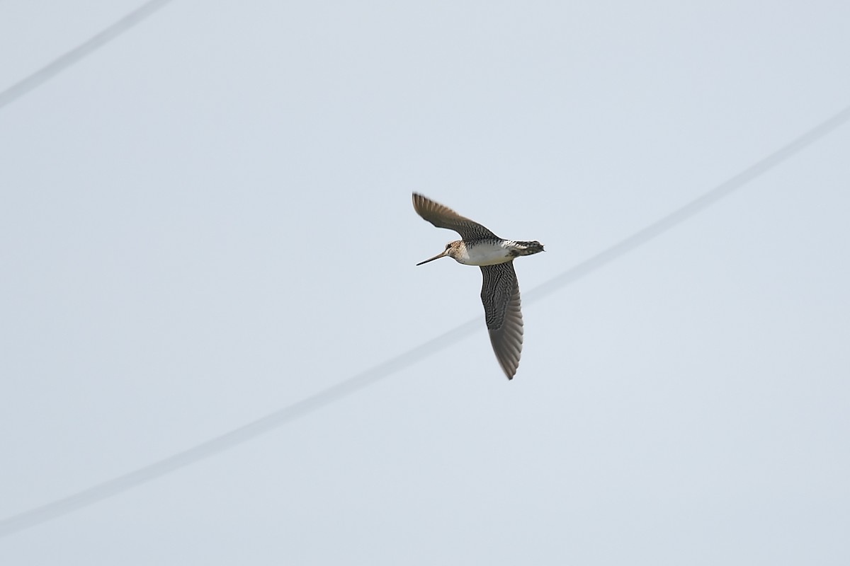 Latham's Snipe - ML620400824