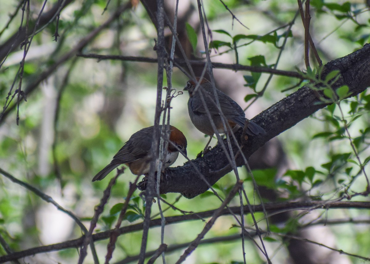 Rusty-crowned Ground-Sparrow - ML620400825