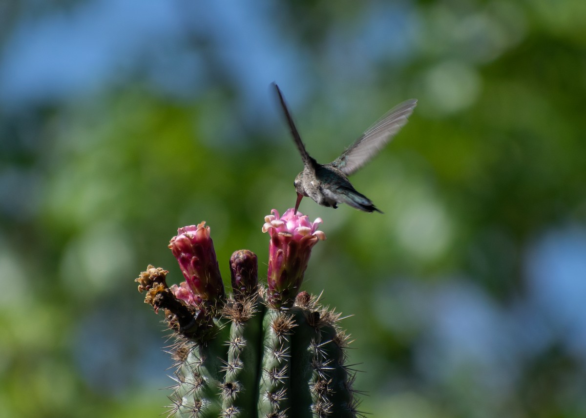Broad-billed Hummingbird - Miguel Mota