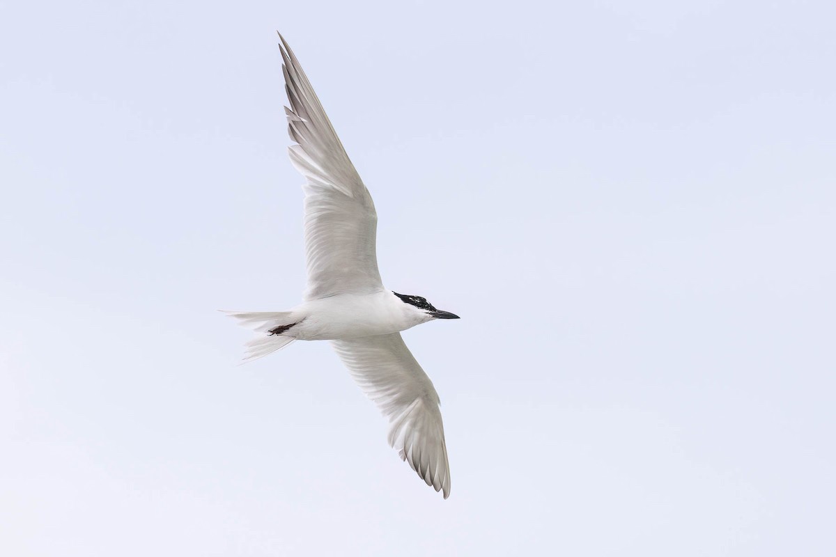 Gull-billed Tern - ML620400834