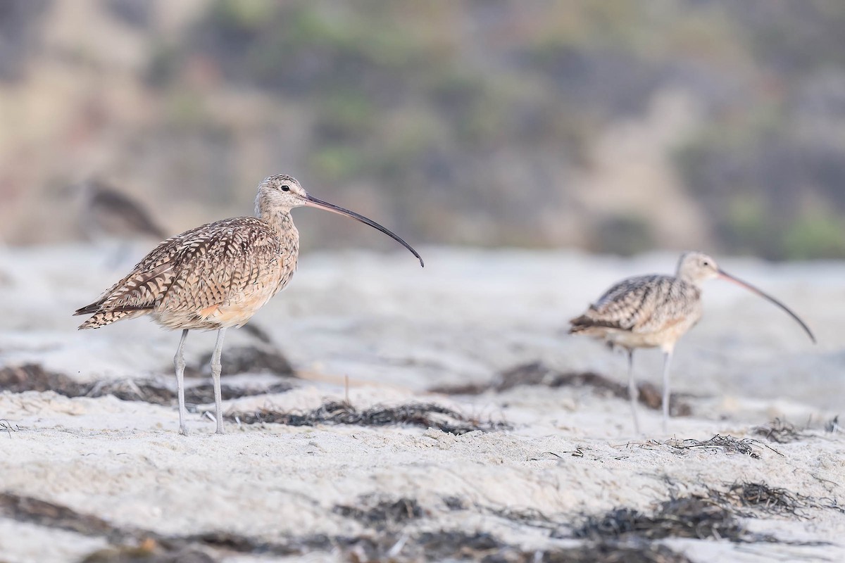 Long-billed Curlew - ML620400839
