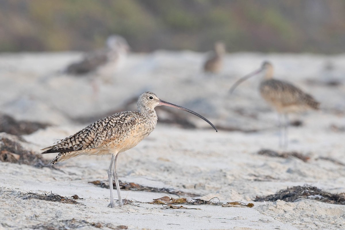 Long-billed Curlew - ML620400840