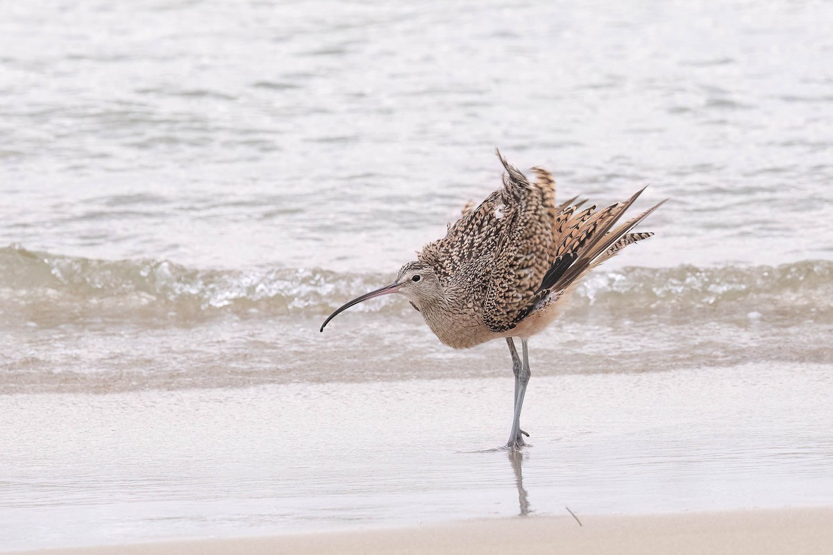 Long-billed Curlew - ML620400841