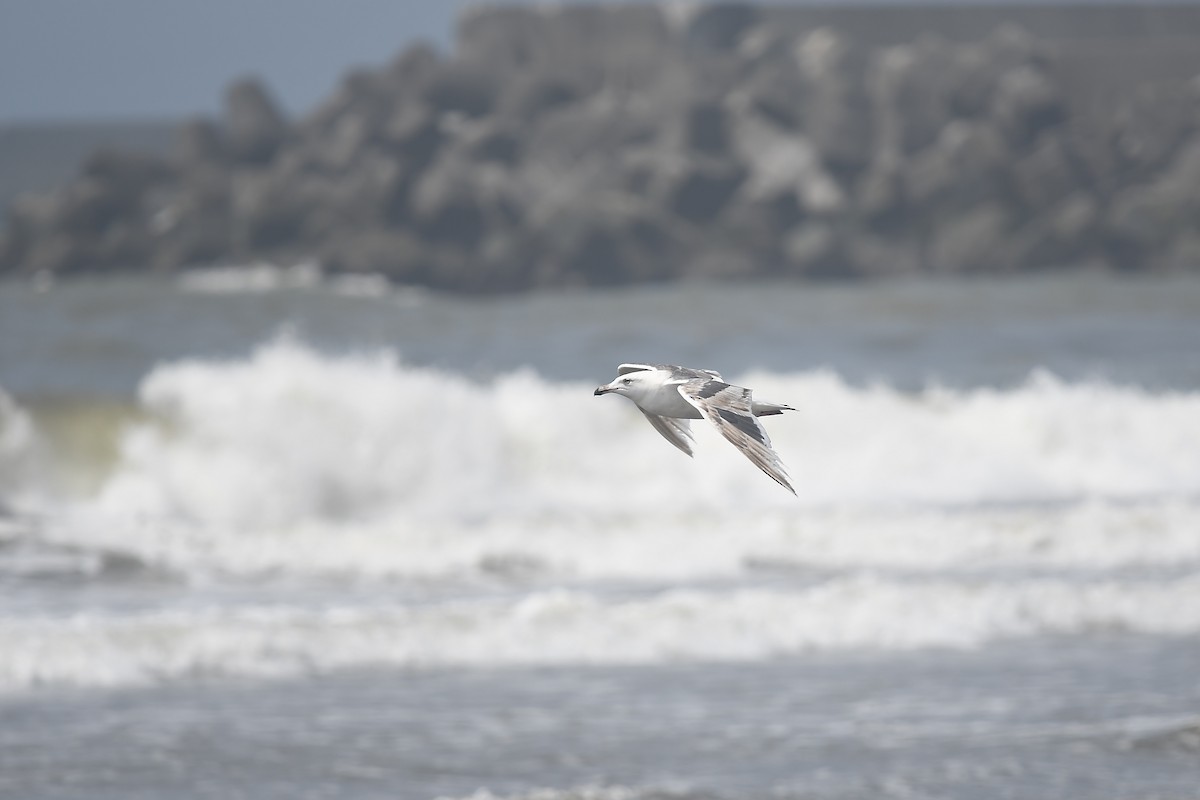 Gaviota de Kamchatka - ML620400846