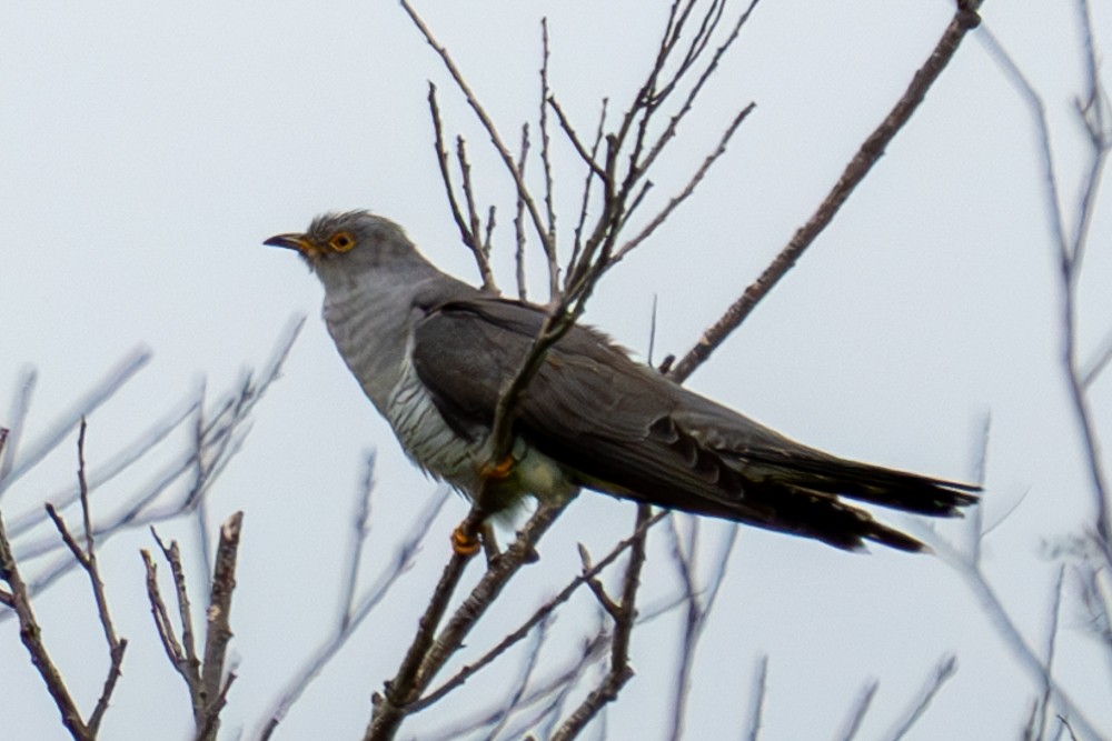 Common Cuckoo - ML620400848