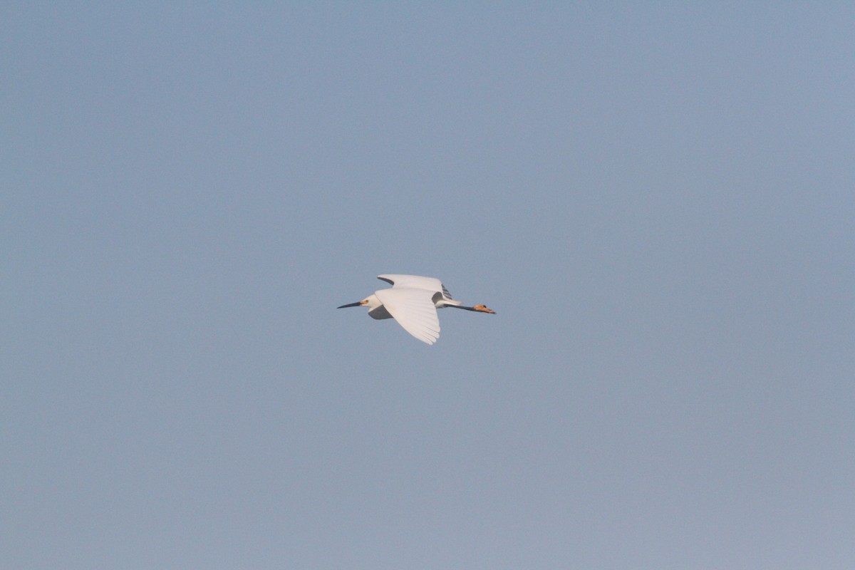 Snowy Egret - Paul Saraceni