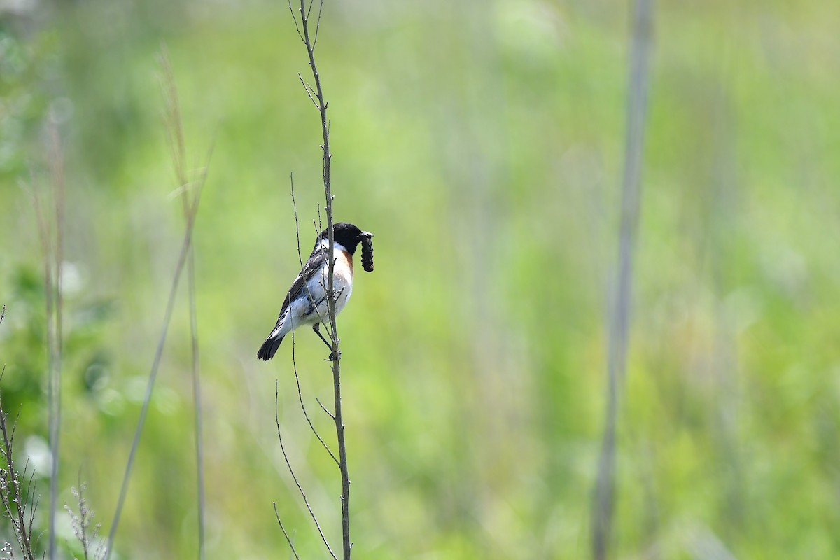 Amur Stonechat - ML620400853