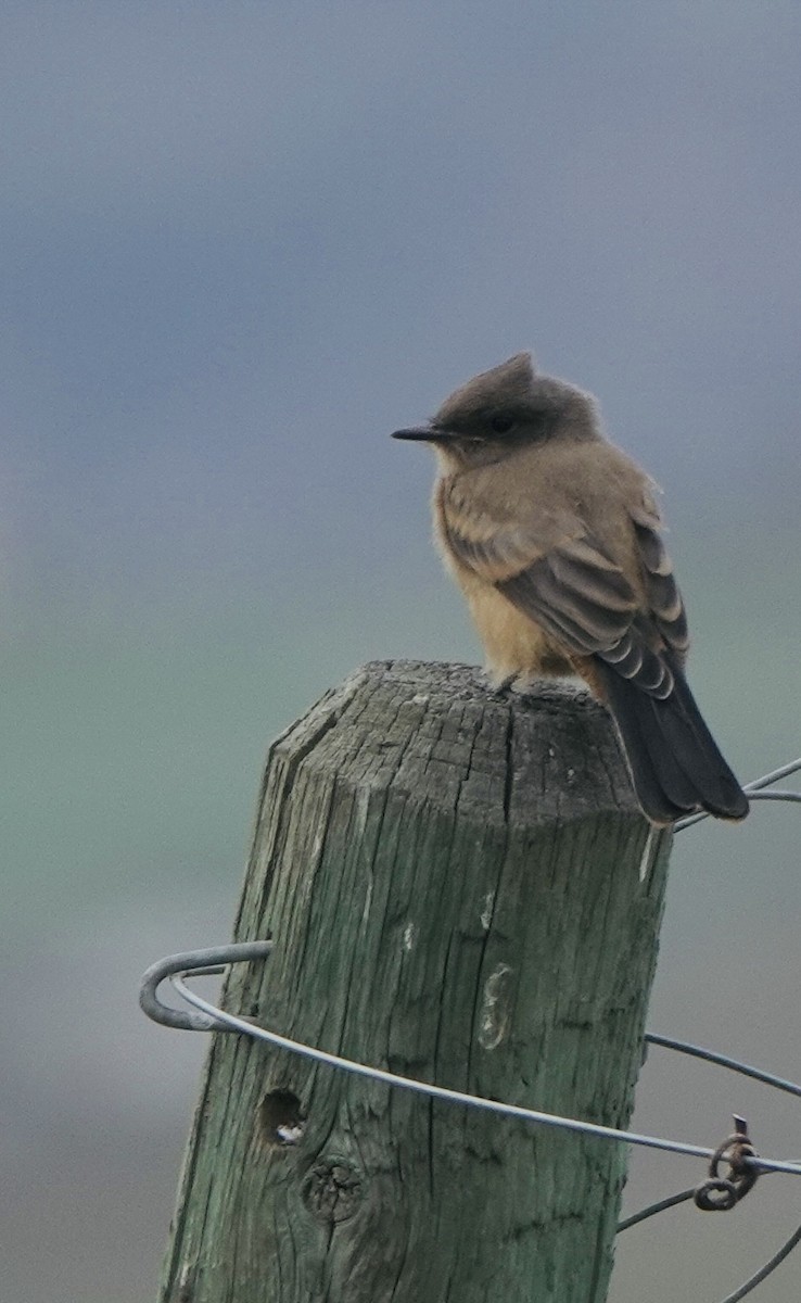 Say's Phoebe - ML620400857