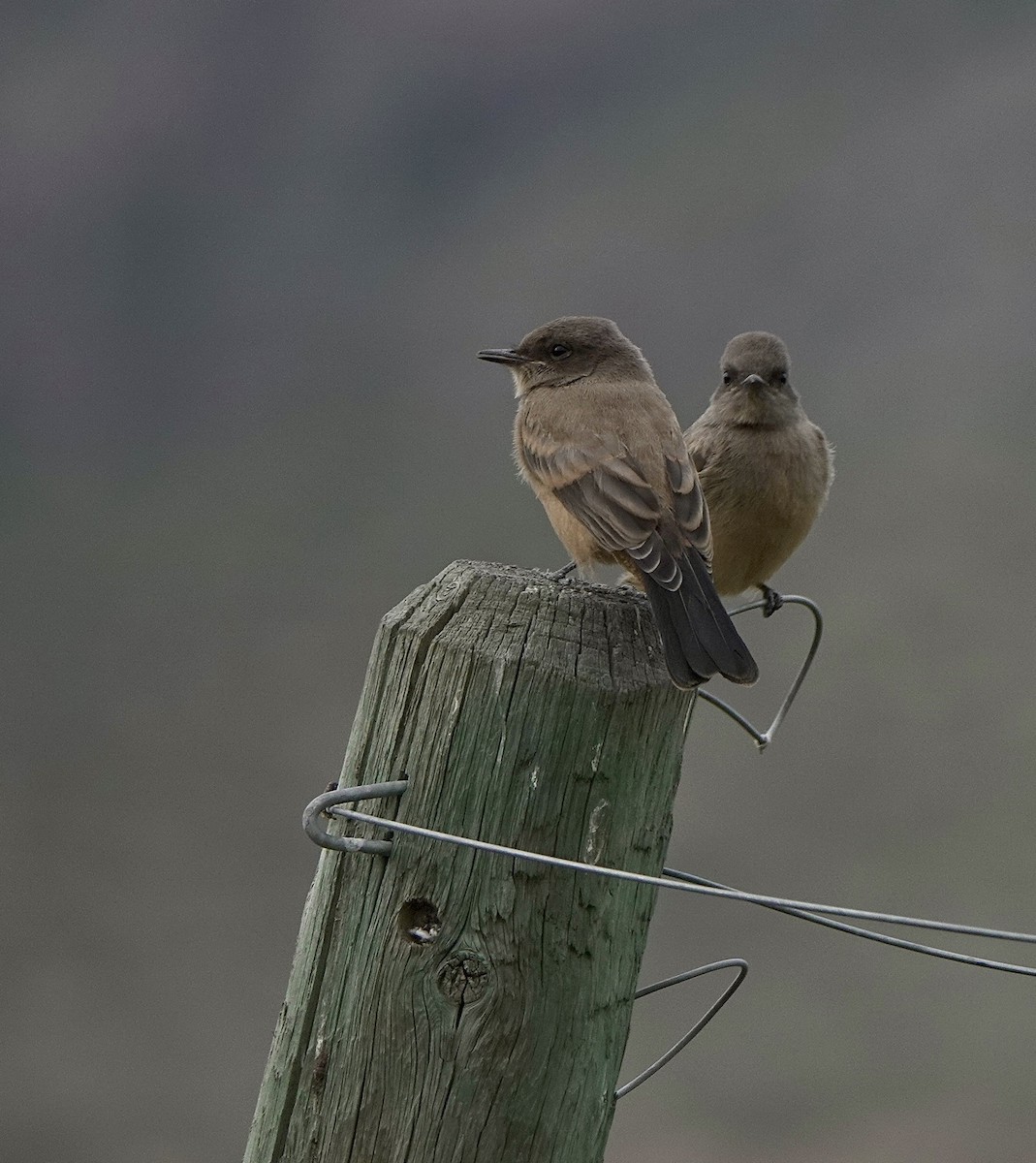 Say's Phoebe - ML620400858