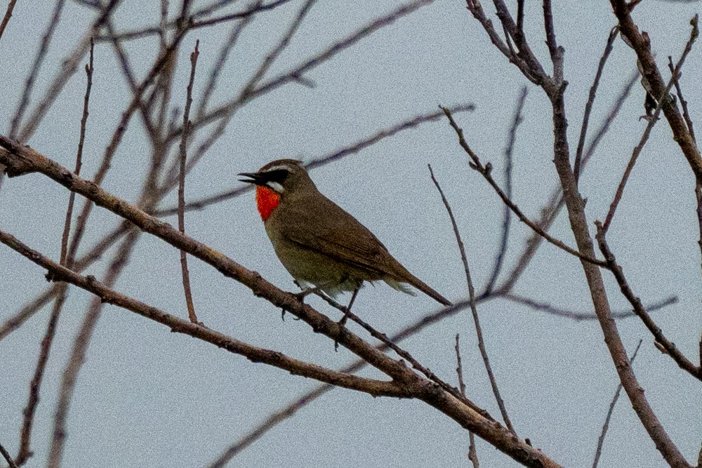 Siberian Rubythroat - ML620400873