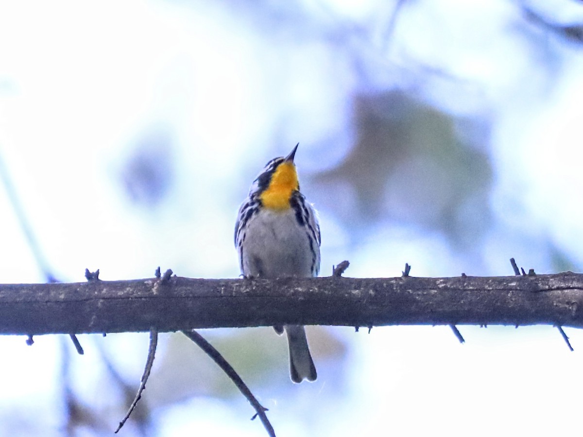 Yellow-throated Warbler - Nolan Kerr