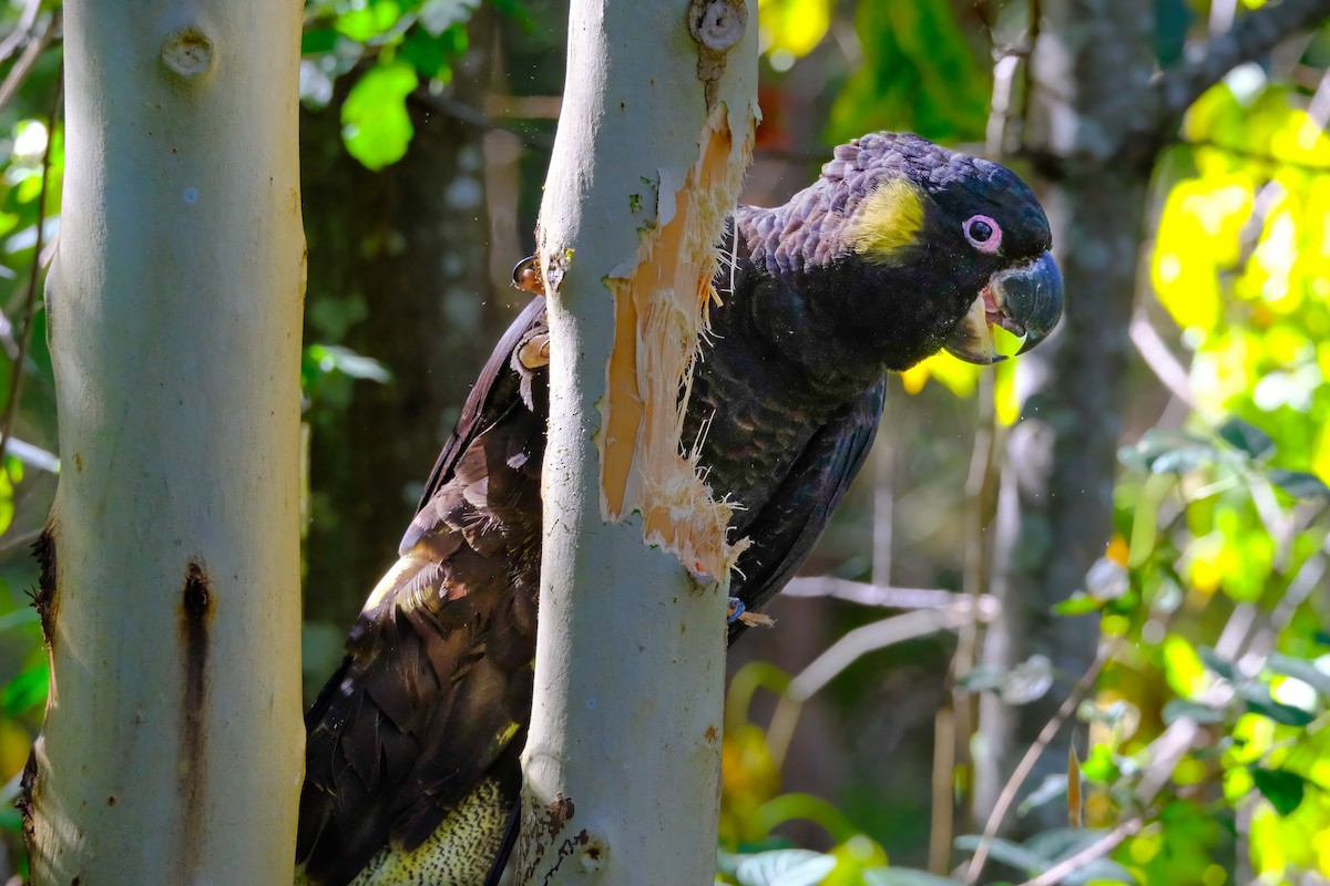 Yellow-tailed Black-Cockatoo - ML620400890