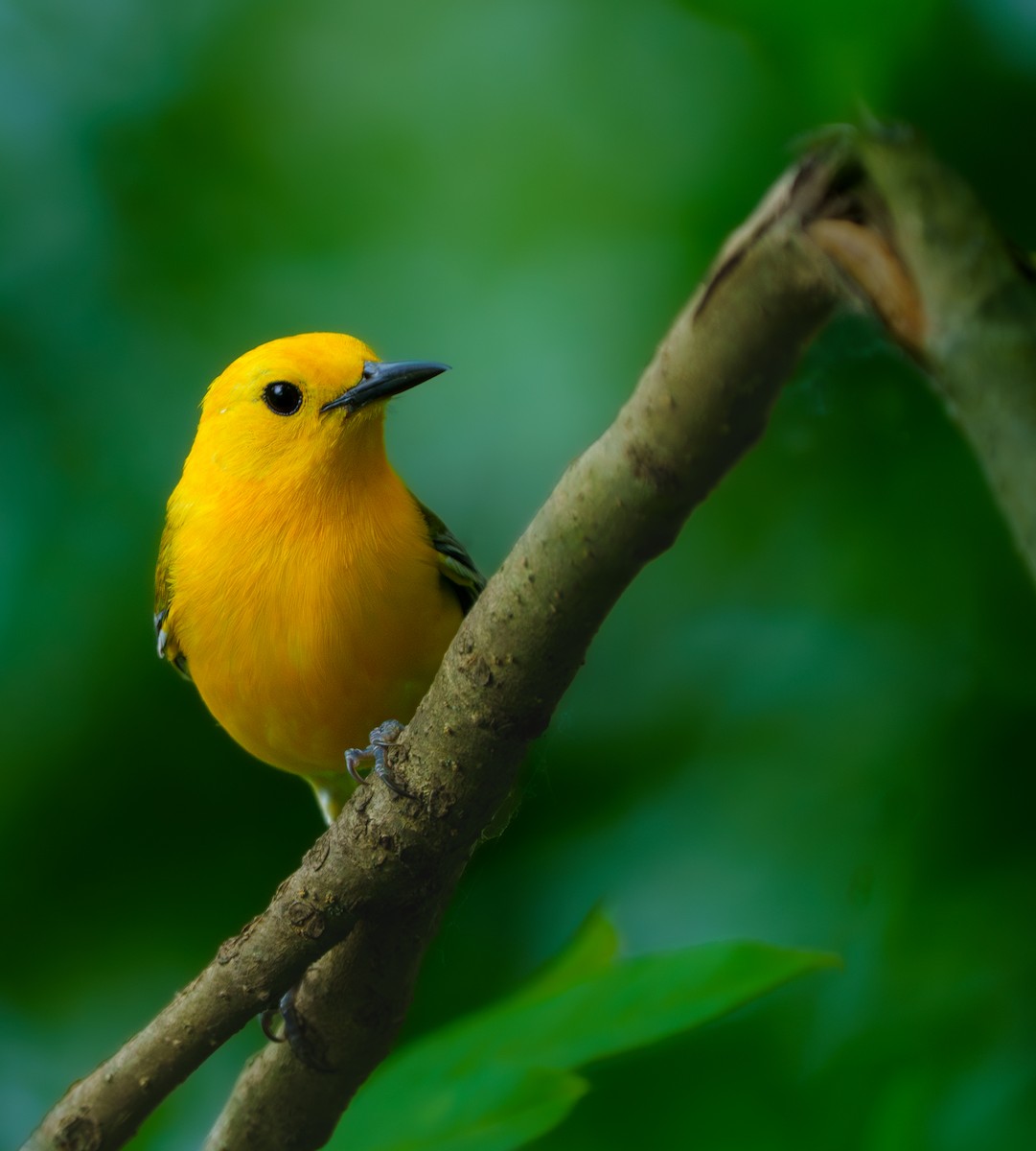 Prothonotary Warbler - ML620400900