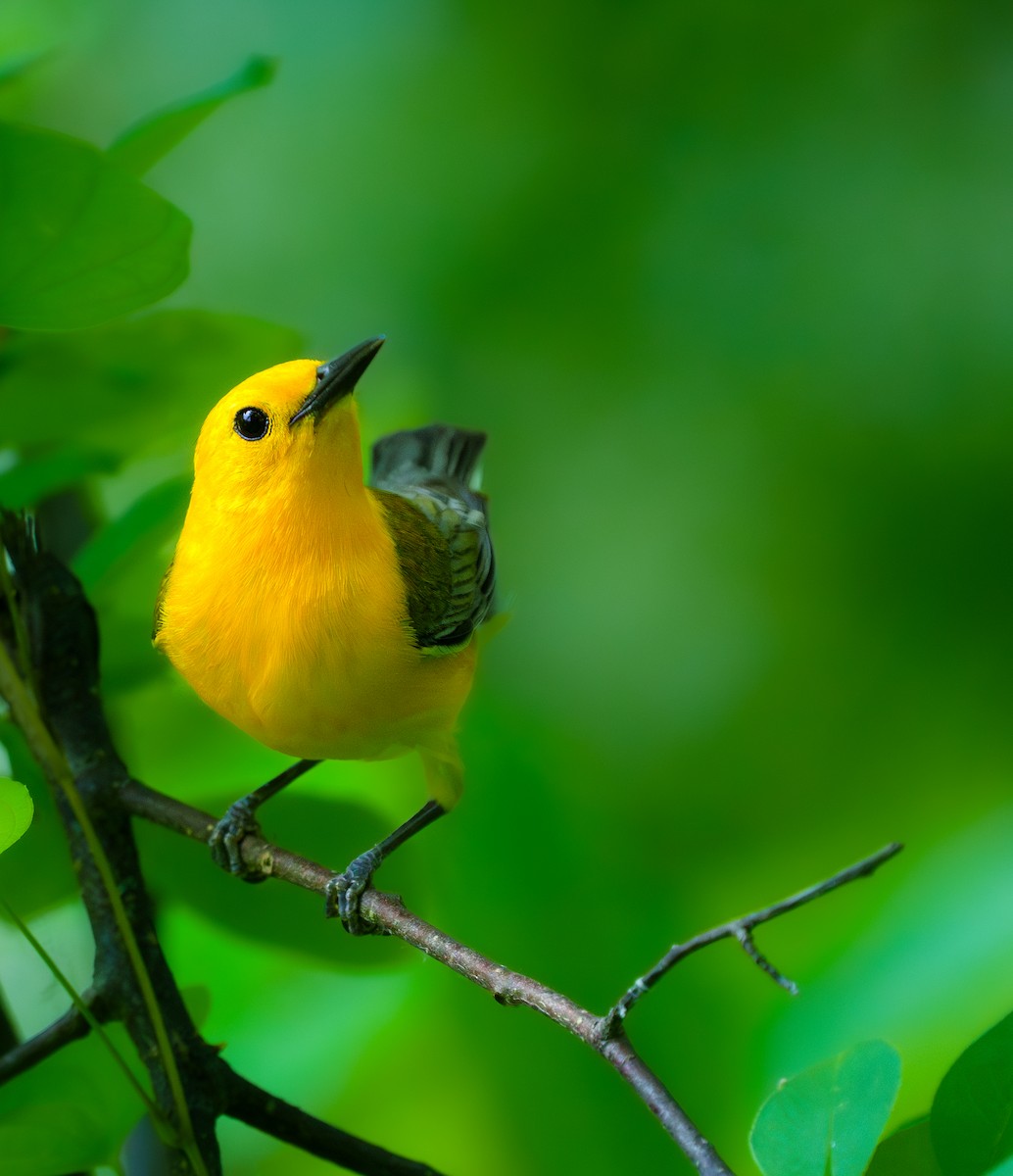 Prothonotary Warbler - ML620400901