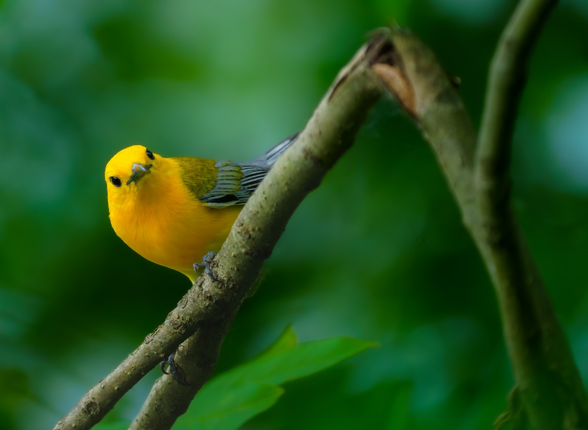 Prothonotary Warbler - ML620400902