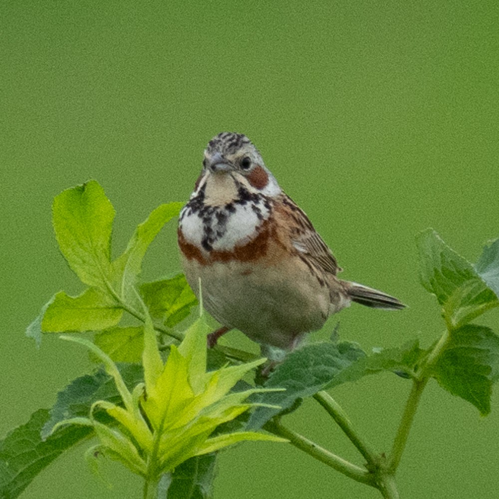 Chestnut-eared Bunting - ML620400903