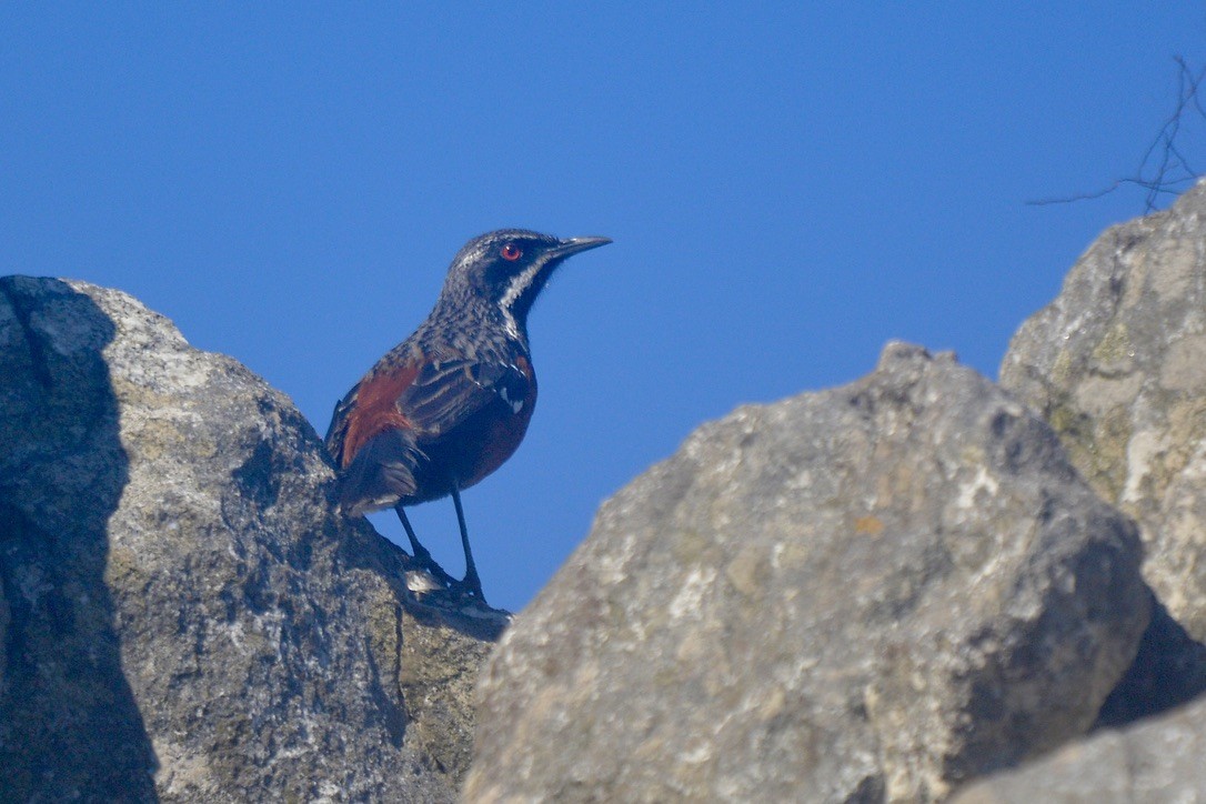 Cape Rockjumper - ML620400904