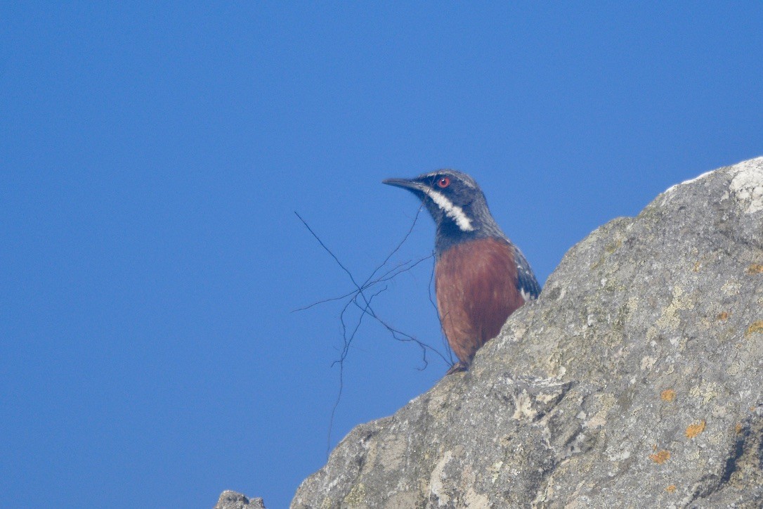 Cape Rockjumper - Sarel Snyman