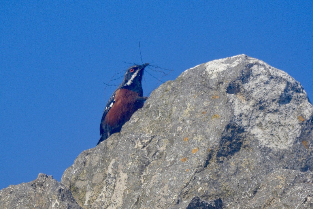 Chétopse bridé - ML620400906