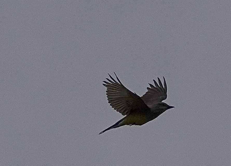 Western Kingbird - ML620400917