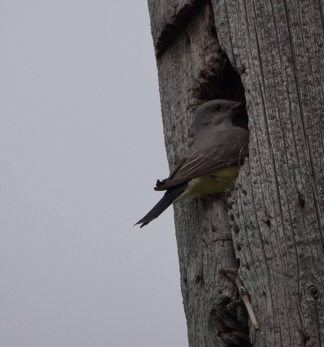 Schmalschnabel-Königstyrann - ML620400918