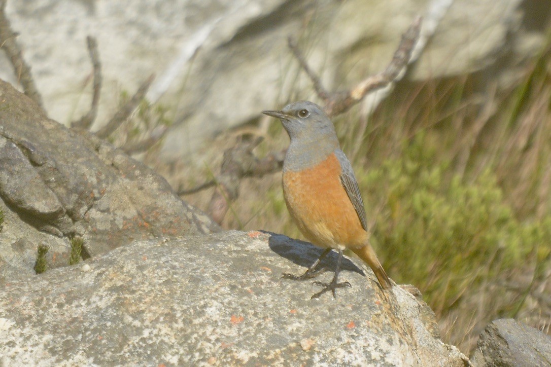 Sentinel Rock-Thrush - ML620400925