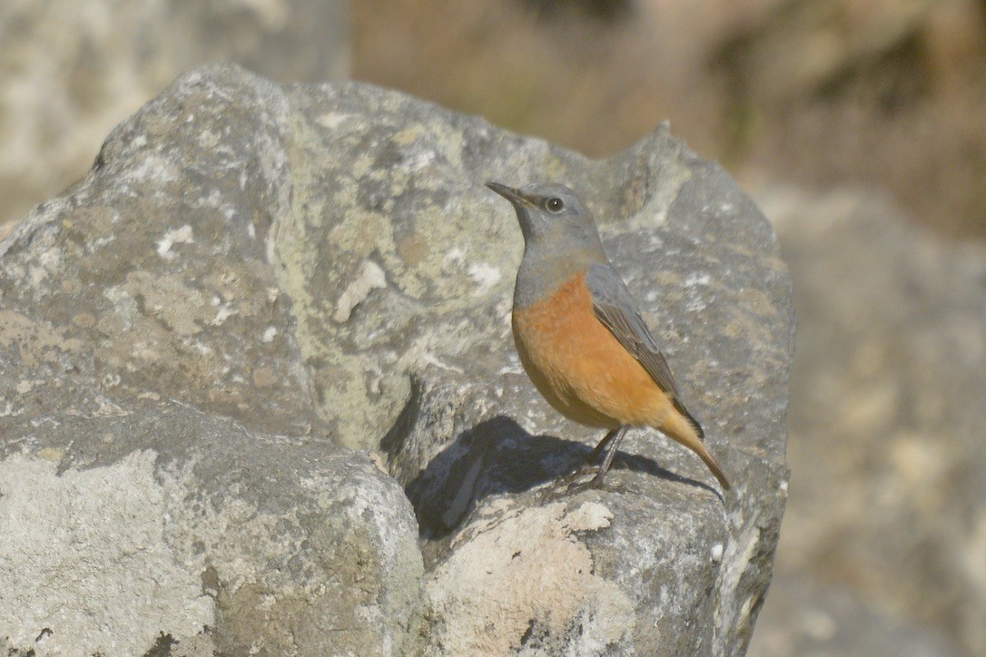 Sentinel Rock-Thrush - ML620400926