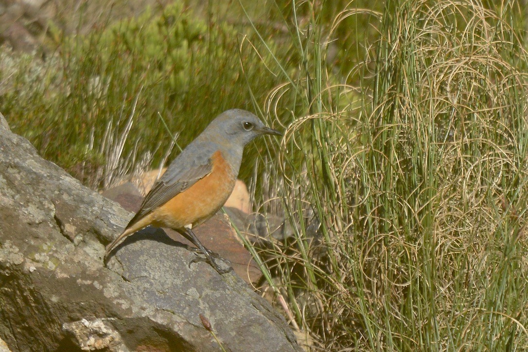 Sentinel Rock-Thrush - ML620400927