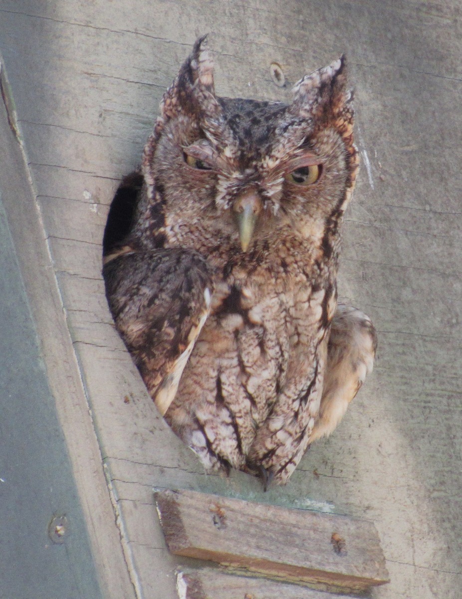 Eastern Screech-Owl - ML620400934