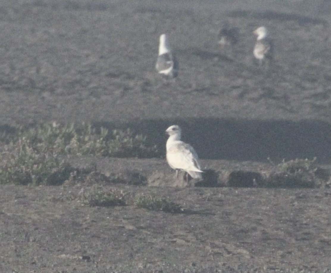 Gaviota de Bering - ML620400936